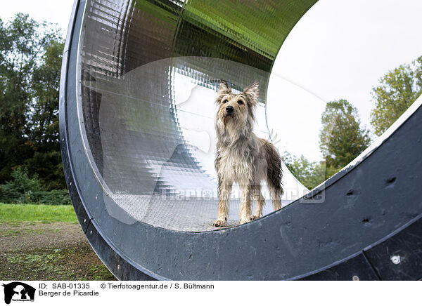Berger de Picardie / Berger de Picardie / SAB-01335