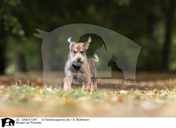 Berger de Picardie / Berger de Picardie / SAB-01387