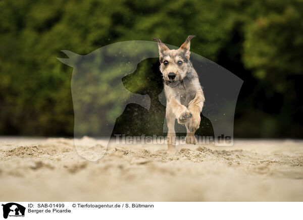 Berger de Picardie / SAB-01499