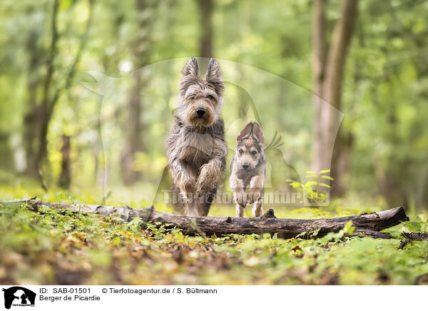 Berger de Picardie / Berger de Picardie / SAB-01501