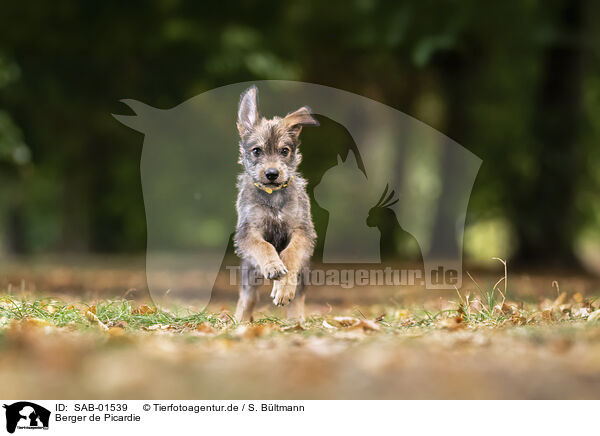 Berger de Picardie / Berger de Picardie / SAB-01539