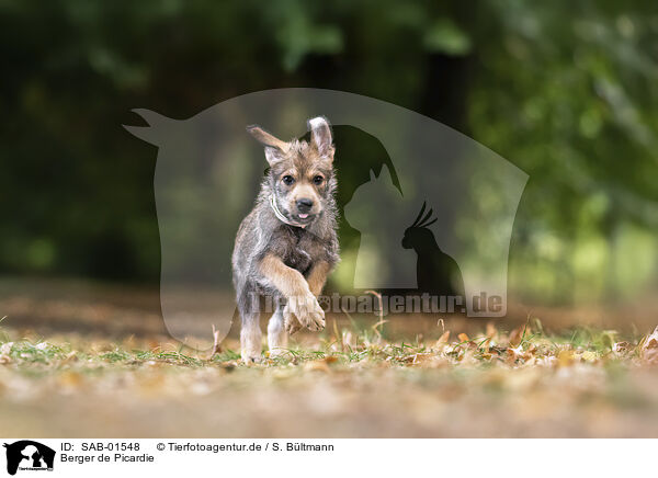 Berger de Picardie / SAB-01548