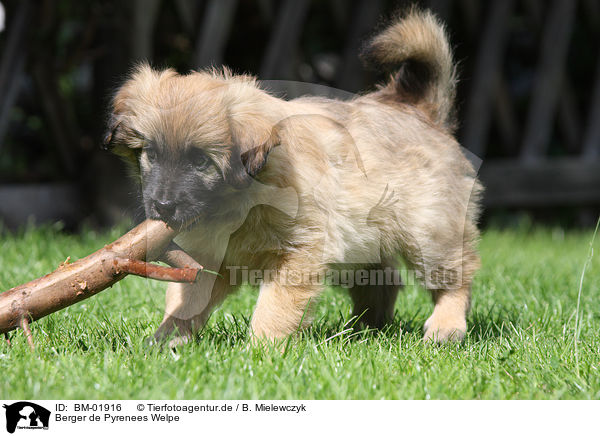 Berger de Pyrenees Welpe / Berger de Pyrenees puppy / BM-01916