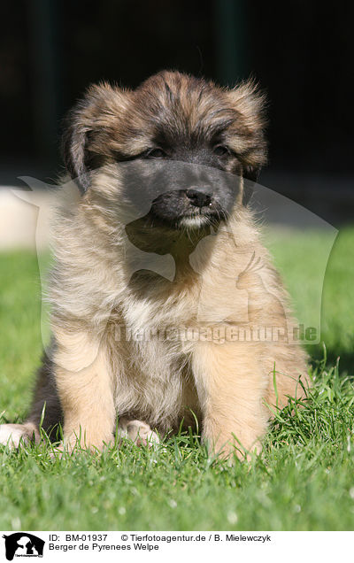 Berger de Pyrenees Welpe / Berger de Pyrenees puppy / BM-01937