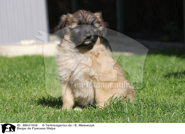 Berger de Pyrenees Welpe / Berger de Pyrenees puppy / BM-01938