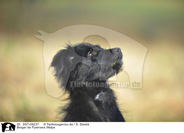 Berger de Pyrenees Welpe / Berger de Pyrenees Puppy / SST-09237
