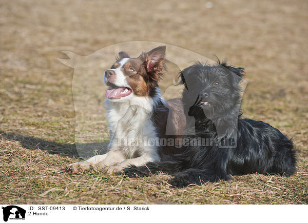 2 Hunde / SST-09413