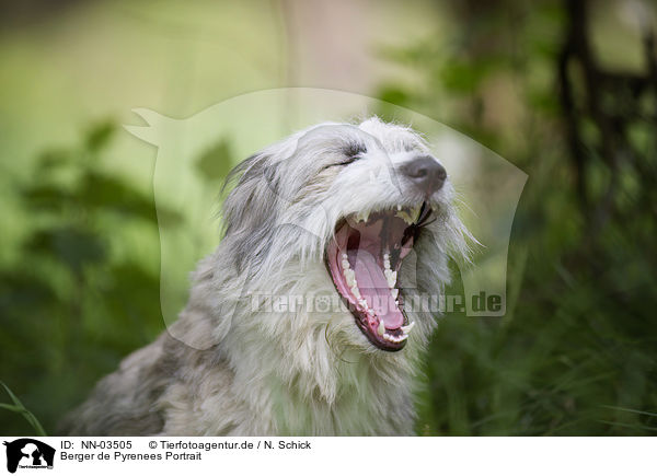Berger de Pyrenees Portrait / Berger de Pyrenees Portrait / NN-03505