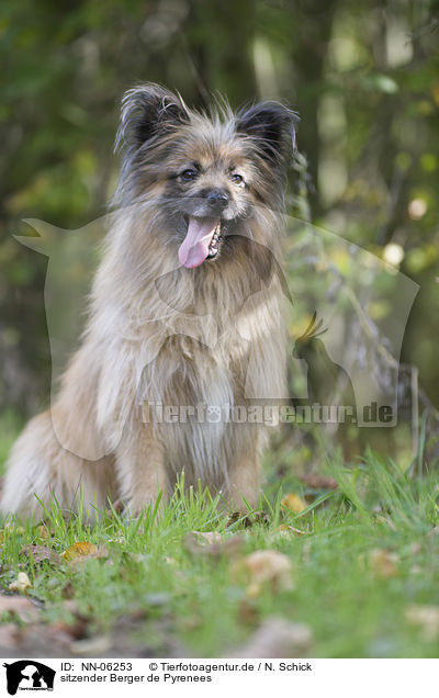 sitzender Berger de Pyrenees / sitting Berger de Pyrenees / NN-06253