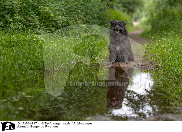 sitzender Berger de Pyrenees / AM-04417