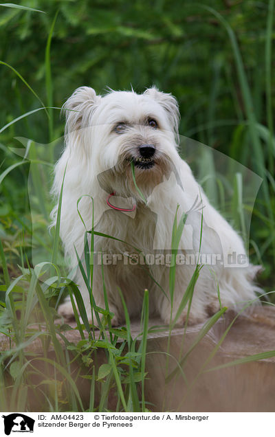 sitzender Berger de Pyrenees / AM-04423