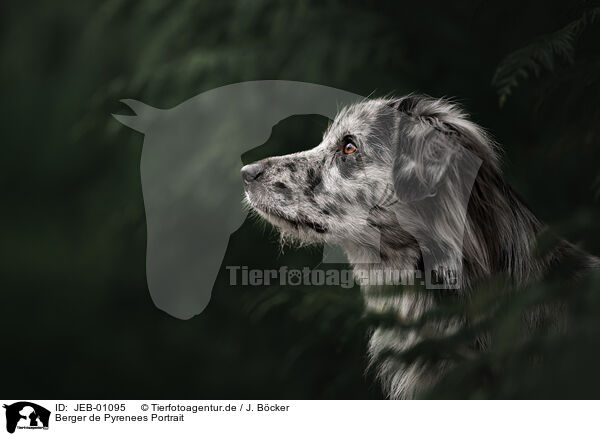 Berger de Pyrenees Portrait / JEB-01095