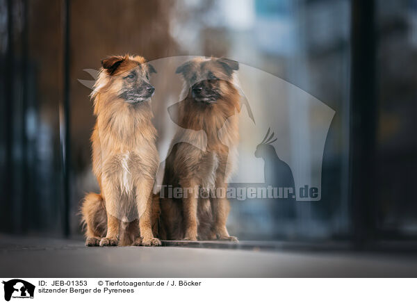 sitzender Berger de Pyrenees / sitting Pyrenean Sheepdog / JEB-01353