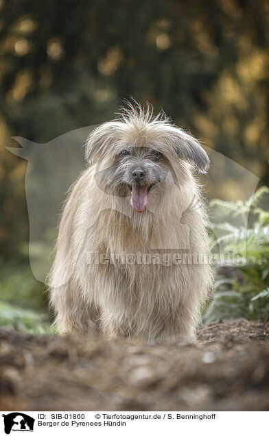 Berger de Pyrenees Hndin / female Pyrenean Sheepdog / SIB-01860