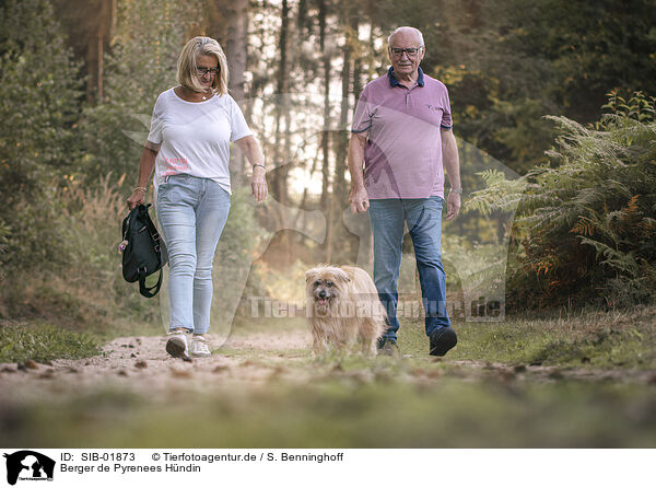 Berger de Pyrenees Hndin / female Pyrenean Sheepdog / SIB-01873