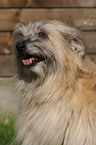 Berger de Pyrenees Portrait