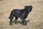 junger Berger de Pyrenees