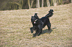 junger Berger de Pyrenees