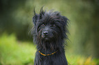 Berger de Pyrenees Portrait