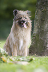 sitzender Berger de Pyrenees