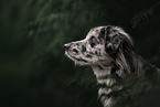 Berger de Pyrenees Portrait