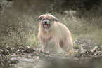 Berger de Pyrenees Hndin