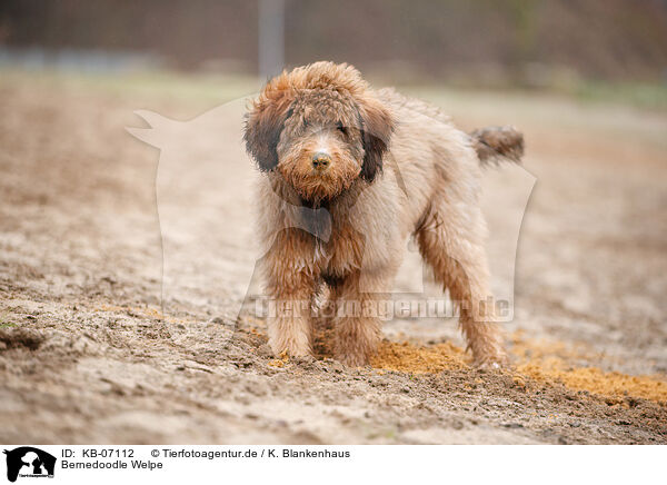 Bernedoodle Welpe / KB-07112