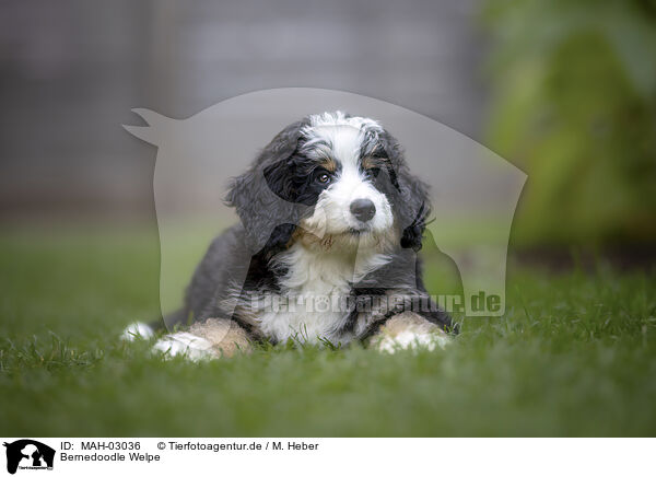 Bernedoodle Welpe / Bernedoodle Puppy / MAH-03036