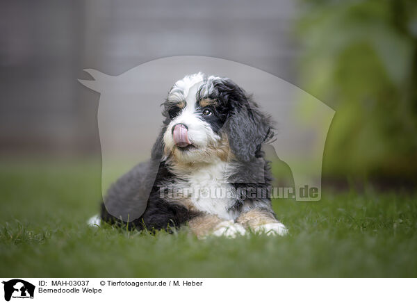 Bernedoodle Welpe / MAH-03037