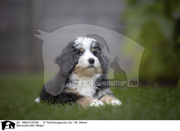 Bernedoodle Welpe / Bernedoodle Puppy / MAH-03038