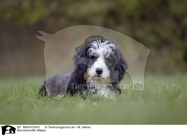Bernedoodle Welpe / Bernedoodle Puppy / MAH-03041