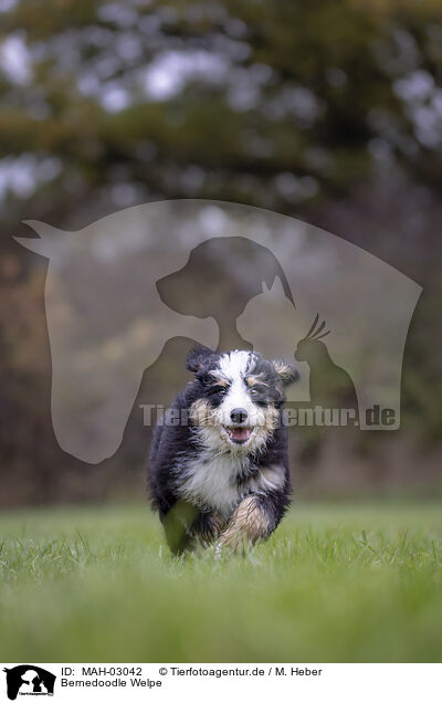 Bernedoodle Welpe / MAH-03042