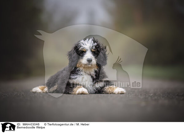 Bernedoodle Welpe / MAH-03046