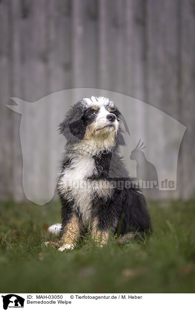 Bernedoodle Welpe / Bernedoodle Puppy / MAH-03050