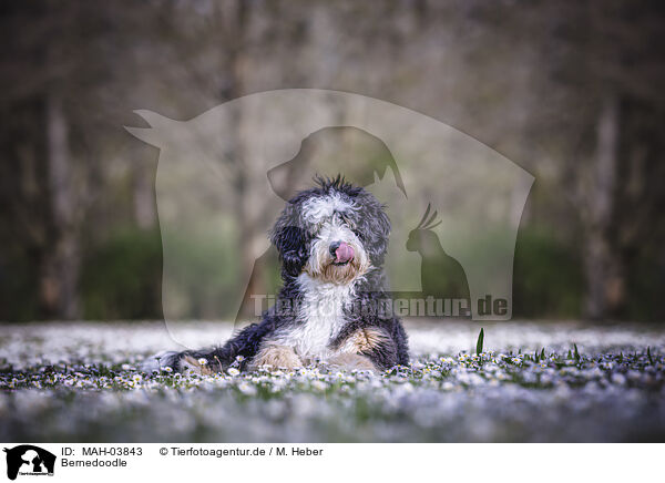 Bernedoodle / MAH-03843