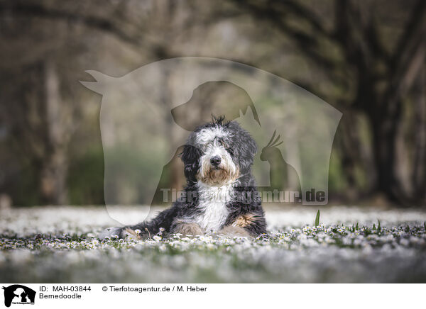 Bernedoodle / MAH-03844