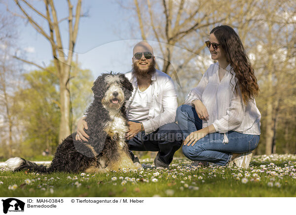 Bernedoodle / Bernedoodle / MAH-03845