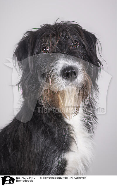 Bernedoodle / NC-03410