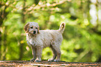 Bernedoodle Welpe