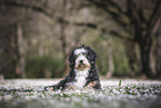 Bernedoodle