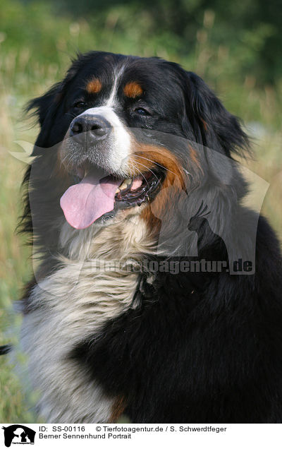 Berner Sennenhund Portrait / SS-00116