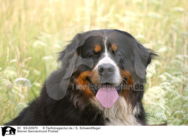 Berner Sennenhund Portrait / SS-00970