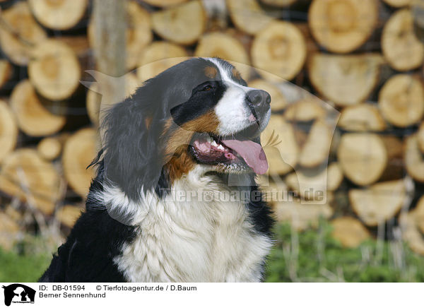 Berner Sennenhund / Bernese Mountain dog / DB-01594
