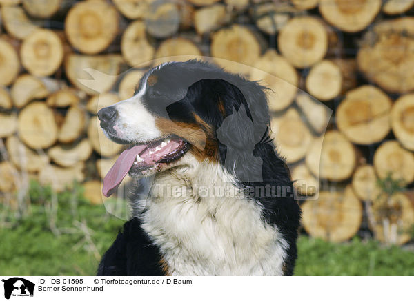 Berner Sennenhund / Bernese Mountain dog / DB-01595