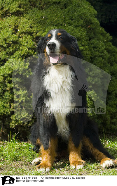 Berner Sennenhund / Bernese Mountain Dog / SST-01568