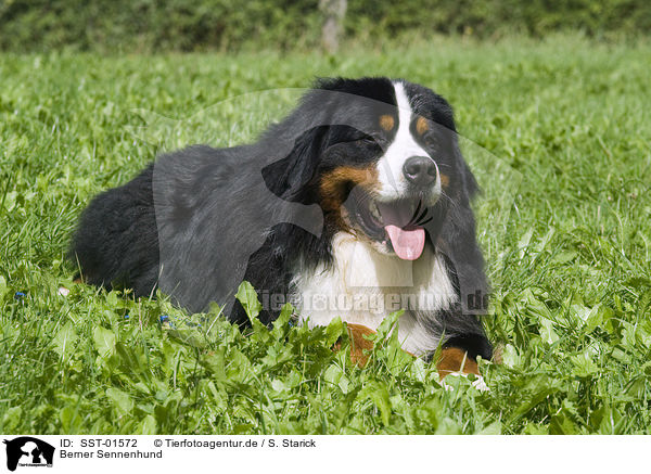 Berner Sennenhund / Bernese Mountain Dog / SST-01572
