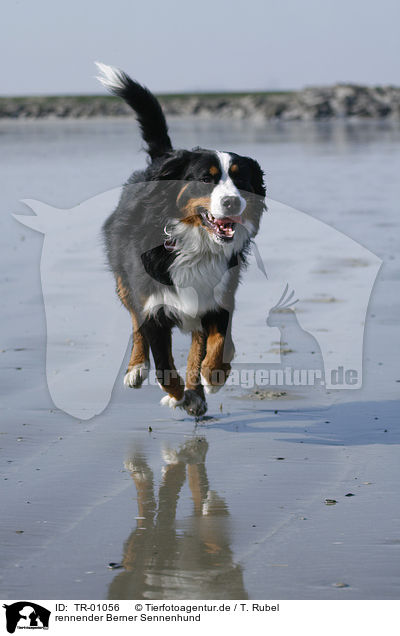 rennender Berner Sennenhund / TR-01056