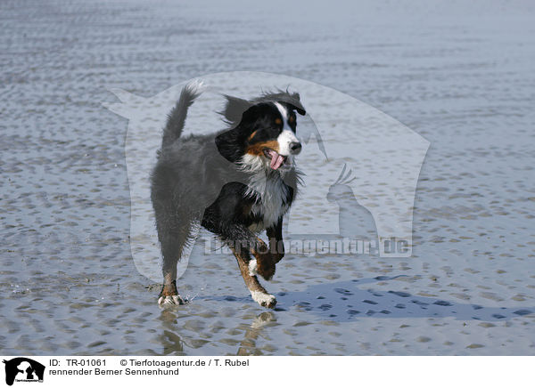 rennender Berner Sennenhund / TR-01061