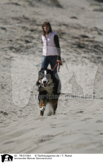 rennender Berner Sennenhund / running Bernese Mountain Dog / TR-01063