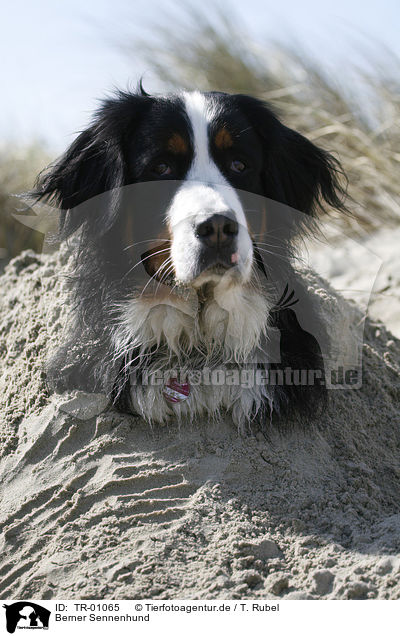 Berner Sennenhund / Bernese Mountain Dog / TR-01065